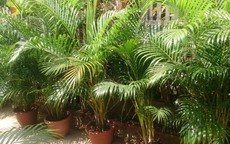 Chọn cây cho nhà hướng Nam: Mang tài lộc và may mắn cho gia chủ