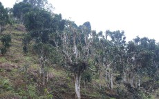 Công nhận làng nghề chè Shan tuyết Bằng Phúc, 'báu vật xanh' giữa đại ngàn Thái Nguyên