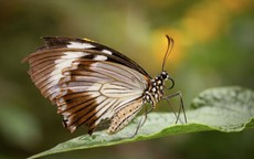 Khung giờ sinh quyết định hậu vận? Đây là những thời điểm mang nhiều điềm lành