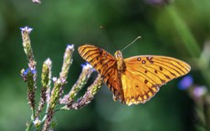 Người sinh vào khung giờ Tứ mã: Kiếm tiền giỏi bậc nhất nhưng khó giữ của