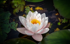 4 khung giờ sinh Âm lịch dễ mở lối phú quý nhất: Hậu vận khiến người khác ghen tị