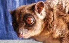 Loài vật quý hiếm bậc nhất hành tinh ngỡ đã tuyệt chủng 6.000 năm bất ngờ "tái xuất"