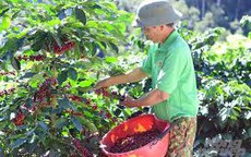 Giá cà phê hôm nay 30/3: Trong nước giữ đỉnh 92.500 đồng/kg, thế giới tiếp tục giảm