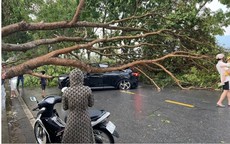 Tin sáng 31/3: Phá đường dây 'phù phép' thịt lợn bệnh vào trường học, chợ dân sinh; 13 người bị thương vong do dông lốc, mưa đá ở các tỉnh miền Bắc  