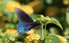 4 khung giờ sinh Âm lịch báo hiệu cuộc đời đủ đầy, về già được hưởng lộc con cháu