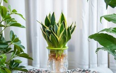 Đây mới là loại cây hút ẩm - khử mùi, trồng ở nhà nào nhà ấy đầy lộc