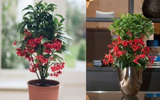 Những loại cây nên trồng đầu năm giúp không gian sống xanh mát, hợp phong thủy, gia chủ lại thêm tài lộc