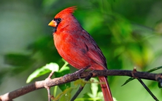 Ngày sinh Âm lịch của người nhanh nhẹn, tháo vát: Sau 40 tuổi dễ giàu sang