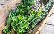 5 loại rau gia vị tốt nhất giúp giảm viêm và tăng cường sức khỏe tim mạch
