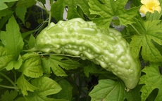 Lá khổ qua có ăn được không? Sự thật khiến nhiều người bất ngờ