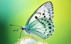 Tháng sinh Âm lịch của người có nghị lực mạnh mẽ, dễ giàu từ trung niên