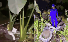 Trăn "khủng" nặng 45kg xơi tái vật nuôi trong đồn điền, cảnh tượng khiến lão nông rụng rời