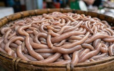 Chạm mốc 6.000.000 đồng/kg sinh vật lúc nhúc nhìn như giun đất ở Quảng Ninh, xưa chỉ siêu giàu dám tẩm bổ nay đại gia vẫn ráo riết săn lùng