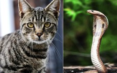 Nhà có 1 trong 4 cặp đôi con giáp này: Tiền bạc kéo đến, giàu sang 3 đời