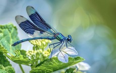 Tháng sinh Âm lịch của người phụ nữ đảm đang, nhiều phúc khí, nhà cửa dễ thịnh vượng