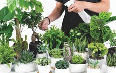 Nhà bạn có âm khí, đừng lo, hãy trồng ngay loại cây này để trừ tà, tránh xui xẻo