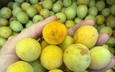 Mùa mơ má đào Mộc Châu: Bí quyết ngâm mơ ngon, không nổi váng, giải nhiệt cả mùa hè