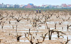 Nguyên nhân rừng ngập mặn ở Hà Tĩnh chết hàng loạt