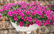 Cây trồng trên ban công chịu nắng ngừa côn trùng cho mùa hè 2026