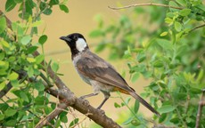 Số cuối ngày sinh Âm lịch dự báo tài lộc ở tuổi trung niên