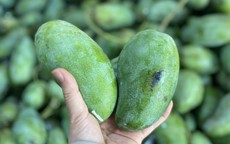 Xoài hạt lép “làm mưa làm gió”, tiểu thương tiết lộ lý do hàng về tới đâu hết tới đó