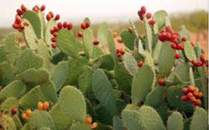 Cây phong thủy trồng ngoài ban công cho các tuổi, mệnh  giúp kích hoạt tài lộc 2026