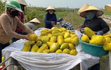 Ấm lòng cảnh dân làng "giải cứu" 10 tấn dưa cho người phụ nữ bị gãy chân