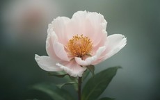 3 ngày sinh Âm lịch có số 'phú quý từ trong trứng nước'