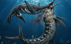 Mỹ: Xà đầu long 80 triệu tuổi lộ diện với "vật lạ" trong cổ