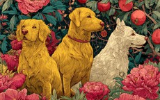 3 cặp đôi con giáp trời sinh hòa hợp, sống đến già vẫn ngọt ngào