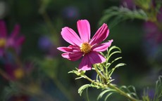 Ngày sinh Âm lịch của người có vận số cực tốt, càng về già càng phát tài