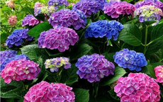 Nên cảnh giác với những loại hoa đẹp nhưng có độc tố