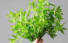 Các cách uống nước rau ngổ để hỗ trợ chữa sỏi thận