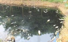 Phú Thọ: Kênh nước đổi màu đen kịt, cá chết hàng loạt gần khu xử lý rác ở Trạm Thản