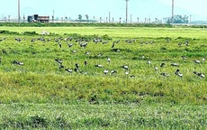 Đàn chim quý hiếm hàng trăm con bất ngờ xuất hiện tại Hà Tĩnh