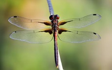 3 khung giờ sinh Âm lịch của đàn ông bị cho là "số khổ": Càng về sau càng thấm