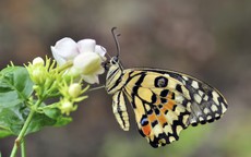 Càng khó khăn càng bật lên mạnh mẽ: 4 ngày sinh Âm lịch định sẵn hậu vận giàu sang