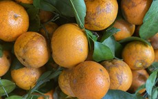 Loại quýt rám đang bán đầy chợ Việt có gì đặc biệt mà khiến chị em yêu thích đến mấy?