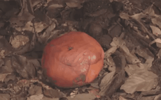 Loài hoa vô lý nhất thế giới: Nặng 10kg, to hơn 1 mét, không có thân, rễ nhưng mùi hương mới là thứ ám ảnh