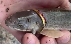 Cần thủ câu được con cá đeo nhẫn vàng trên cơ thể