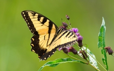 3 khung giờ sinh mang 'mệnh an yên': Phụ nữ sinh ra đã có phúc khí, gia đạo êm ấm