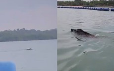 Thấy 'thủy quái' bơi vụt qua trước mặt, nhóm người vội gọi hỗ trợ, chuyên gia nói: Đây là điều rất hiếm!