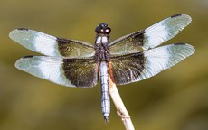 Số cuối ngày sinh Âm lịch của người khéo vun vén, gia đình luôn thuận hòa