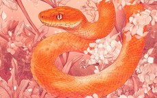 Thời tới cản không kịp: 4 con giáp dễ mua nhà trong 6 tháng cuối năm 2026