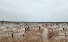 Lo ngại tình trạng rừng ngập mặn ở Hà Tĩnh chết hàng loạt