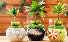 'Lột xác' góc làm việc với các loại cây phong thủy 'vừa sang vừa chất'