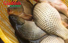 GĐXH thông tin loại cá giá bình dân, bán đầy chợ Việt, cực tốt cho sức khoẻ của gan