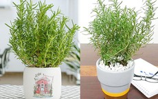 Mẹo 'hồi sinh' không gian sống: Những tuyệt chiêu sắp xếp nhà chật hóa rộng và khử mùi ẩm mốc cực nhạy