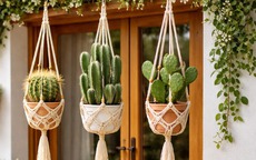 Trồng 2 cây này trước nhà, gia chủ đổi vận, xua đuổi xui xẻo nhưng có điều cần đặc biệt lưu ý