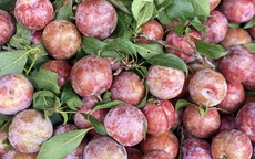 Mận hậu giảm giá sâu chỉ còn vài nghìn đồng/kg bán đầy thị trường, người háo hức, kẻ ngó lơ 